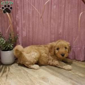 Finley, Mini Goldendoodle Puppy